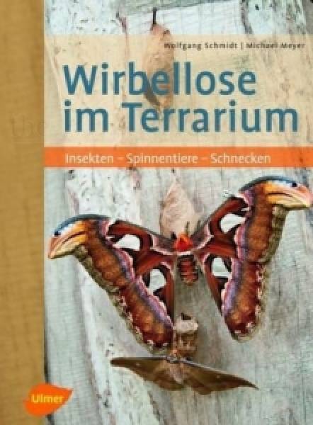 Wirbellose im Terrarium - Insekten - Spinnentiere - Schnecken